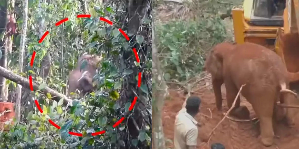  'I have come mother...'- Rescue the cub after 10 hours