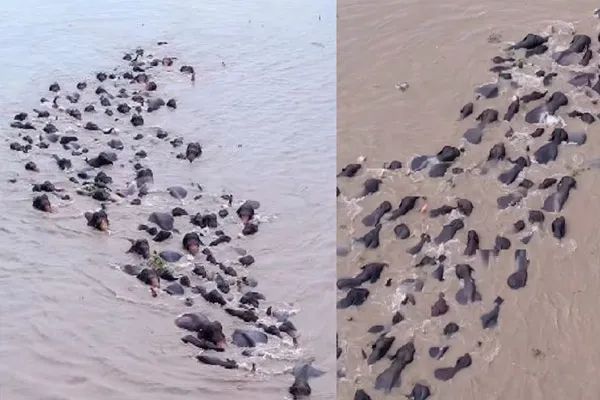 Elephants proved their strength in water