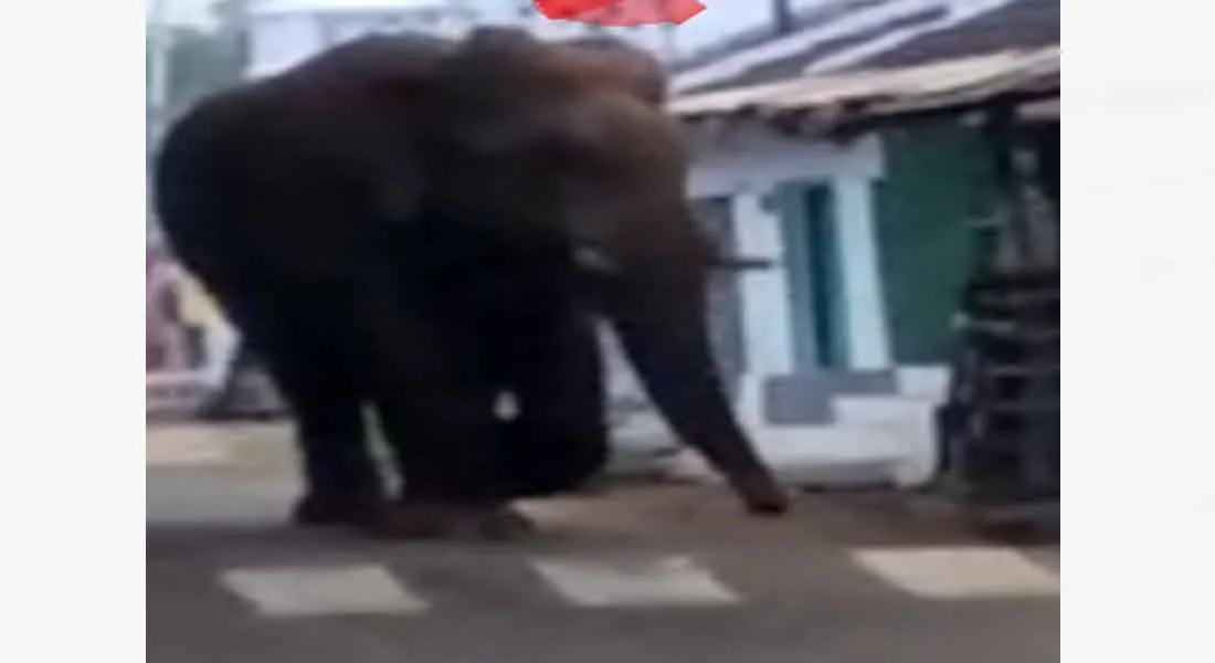 WILD ELEPHANT CHINNATHAMPI IN AGAIN ENTER VILLAGE 