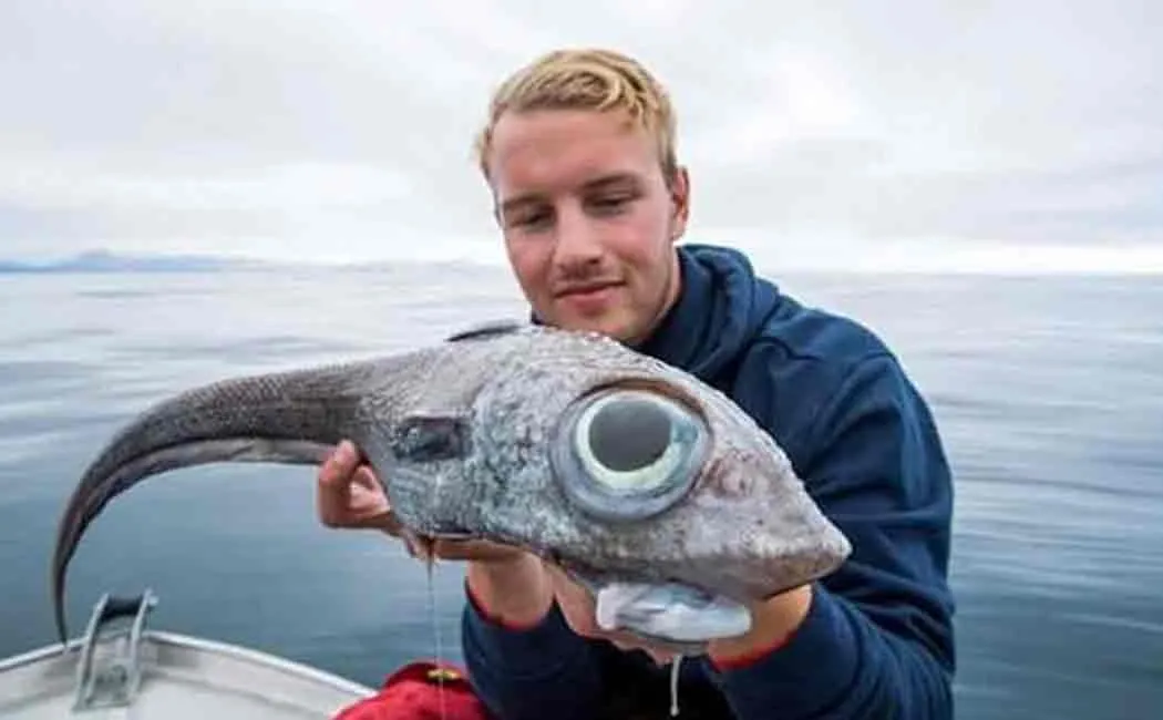 alien like fish caught in norway