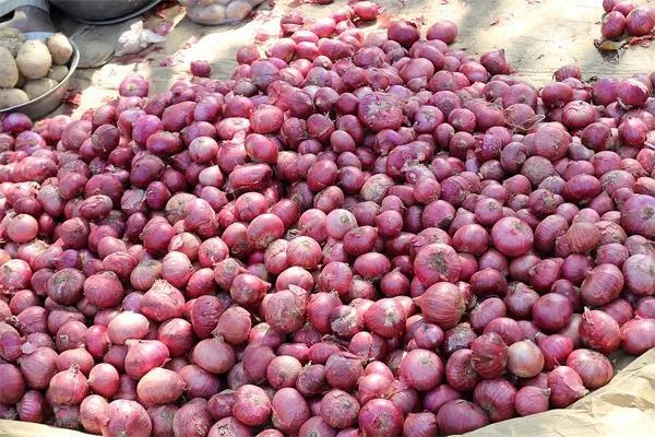 ONION EXPORT STOP UNION GOVERNMENT DECISION PRICE RAISED 