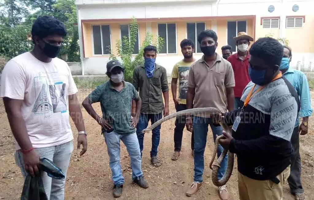 14 poisonous snakes caught in government hospital