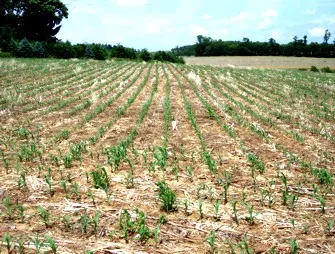 Give water to save the crop
