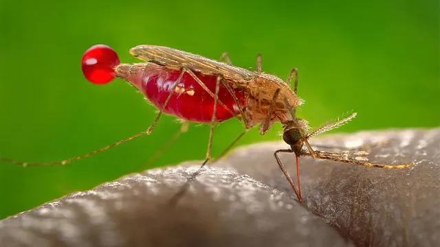 malaria mosquitoes