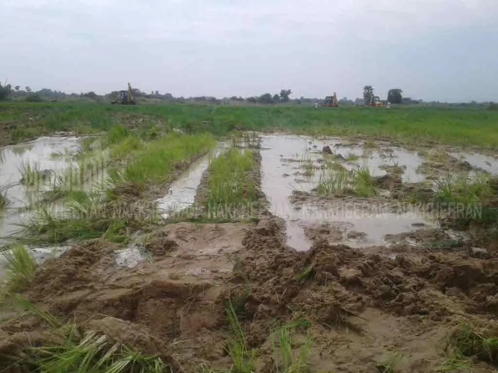  37 acres of paddy crops destroyed by invasion