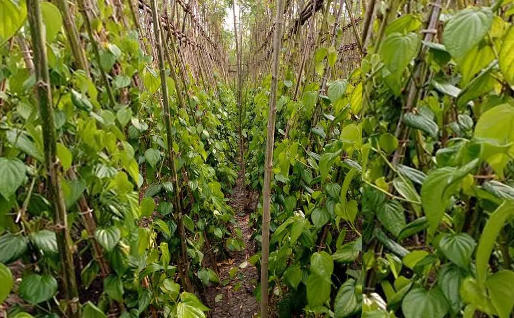 betel 