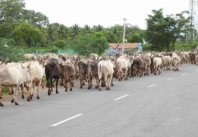 MADURAI VADIPATTI  COW COAT GROWING WORKERS 