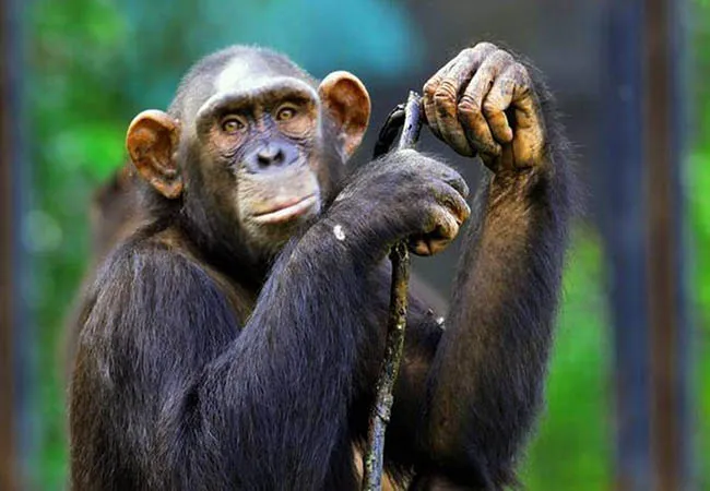  Chimpanzee and Devak in the clutches of the enforcement department