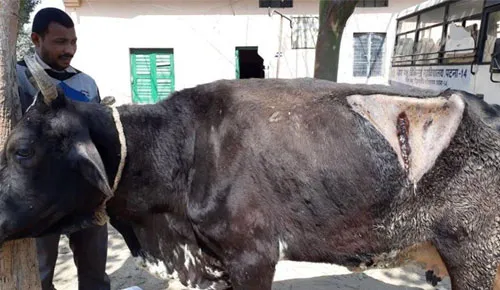 Cow