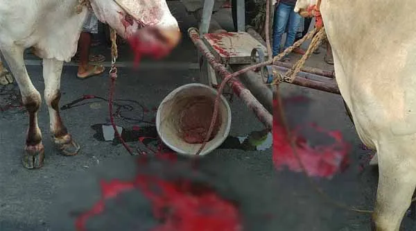 cow