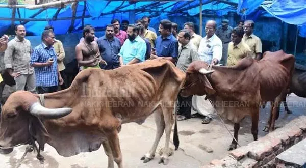 cow