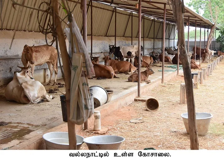 ko pujaa for modi win in tutucorin 