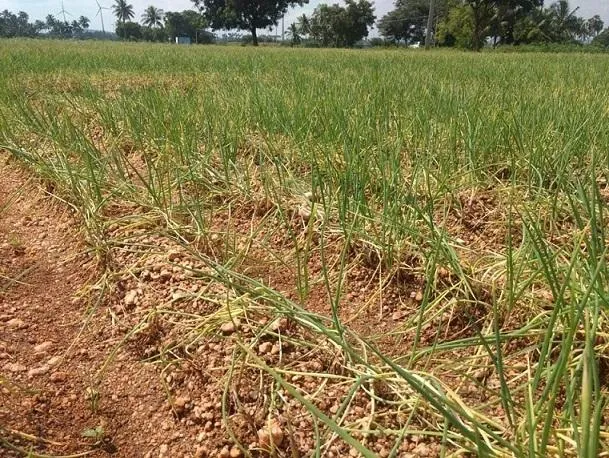 Onions that make the poor, rich, and born as a farmer shed tears!
