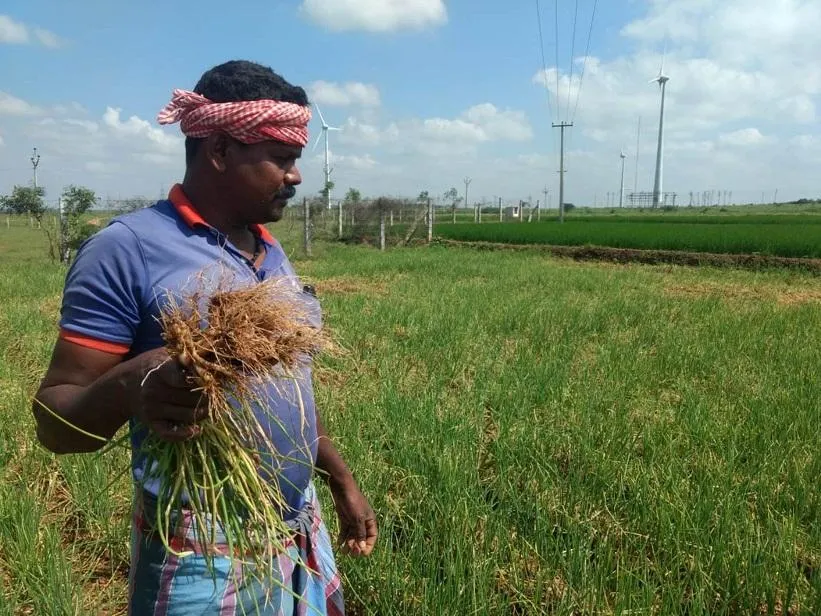 Onions that make the poor, rich, and born as a farmer shed tears!
