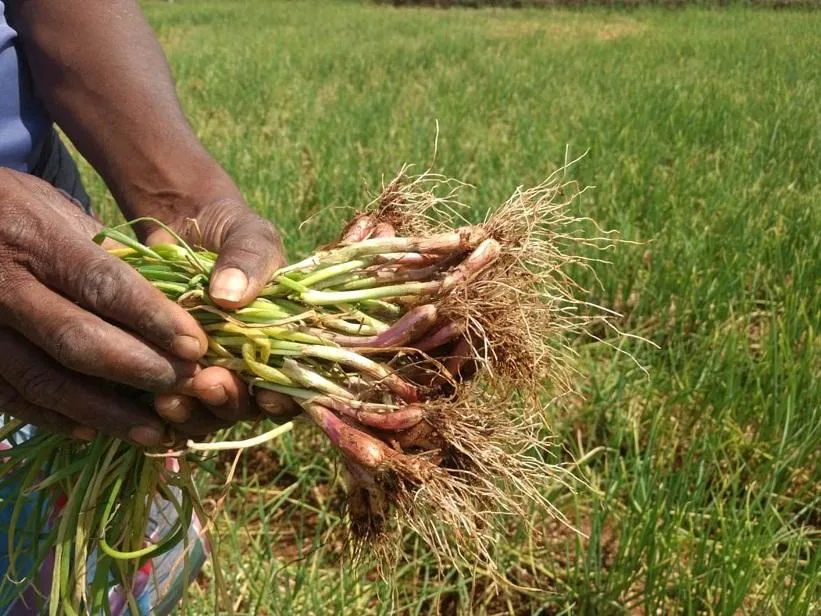 Onions that make the poor, rich, and born as a farmer shed tears!