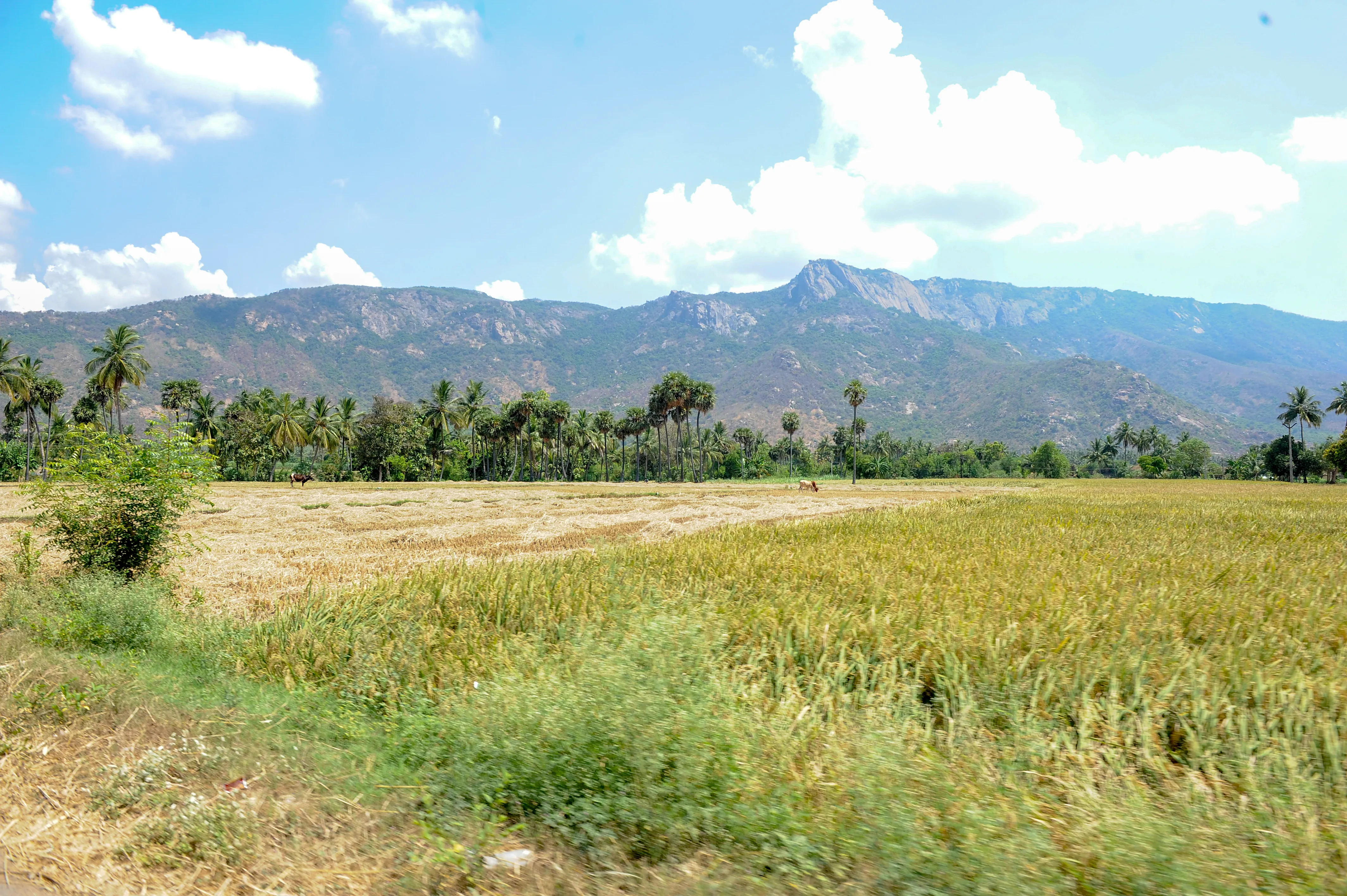 land