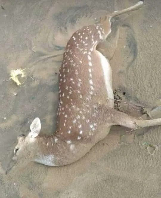 deer