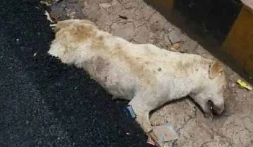 dog