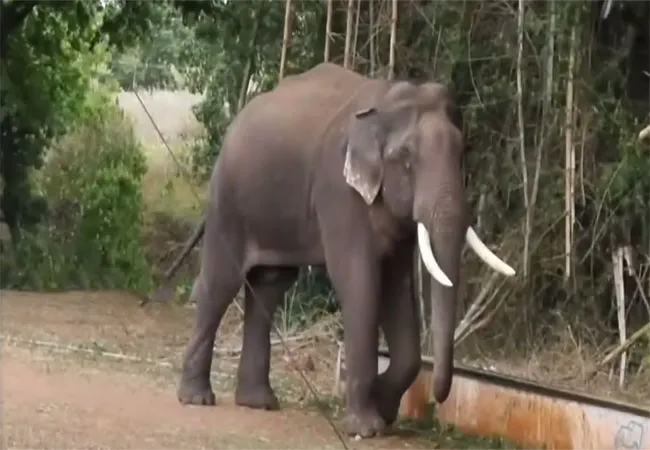ELEPHANT MEDICAL TREATMENT CHENNAI HIGH COURT FOREST 