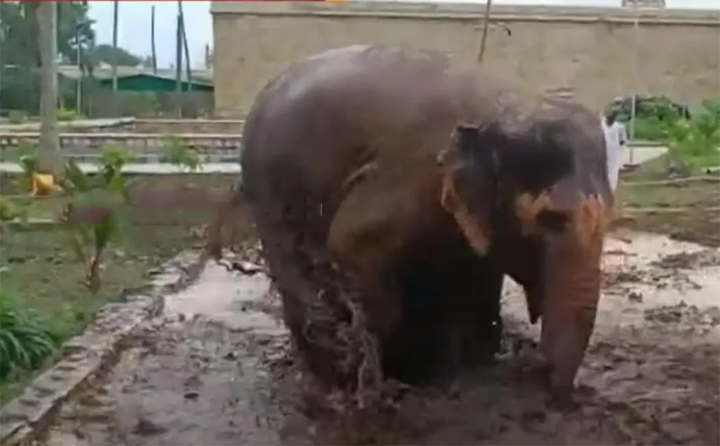 'Akila' the elephant playing excitedly in the mud!