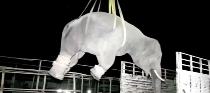 elephant 