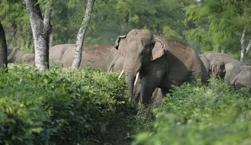 Elephant