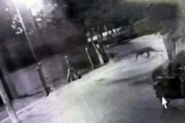 People are afraid because of movement of leopards in Ariyalur