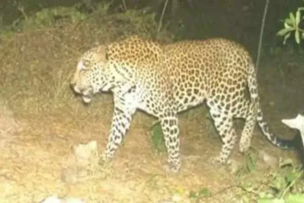  forest department is struggling to catch the elusive leopard
