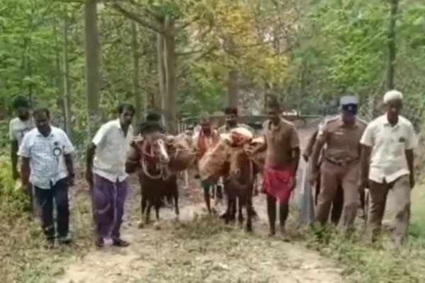 Delivery of ballot boxes by horse to the villages of theni Hill