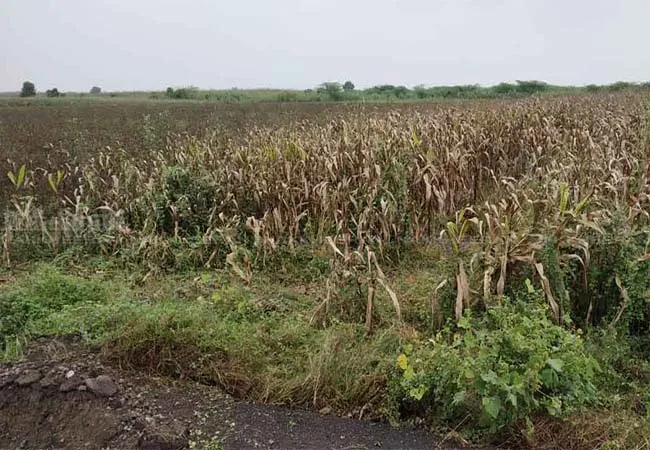 HEAVY RAINS TAMILNADU AGRICULTURAL LANDS CM FUND ANNOUNCED 