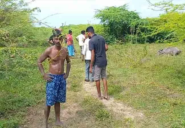 PUDUCHERRY COWS INCIDENT POLICE INESTIGATION 