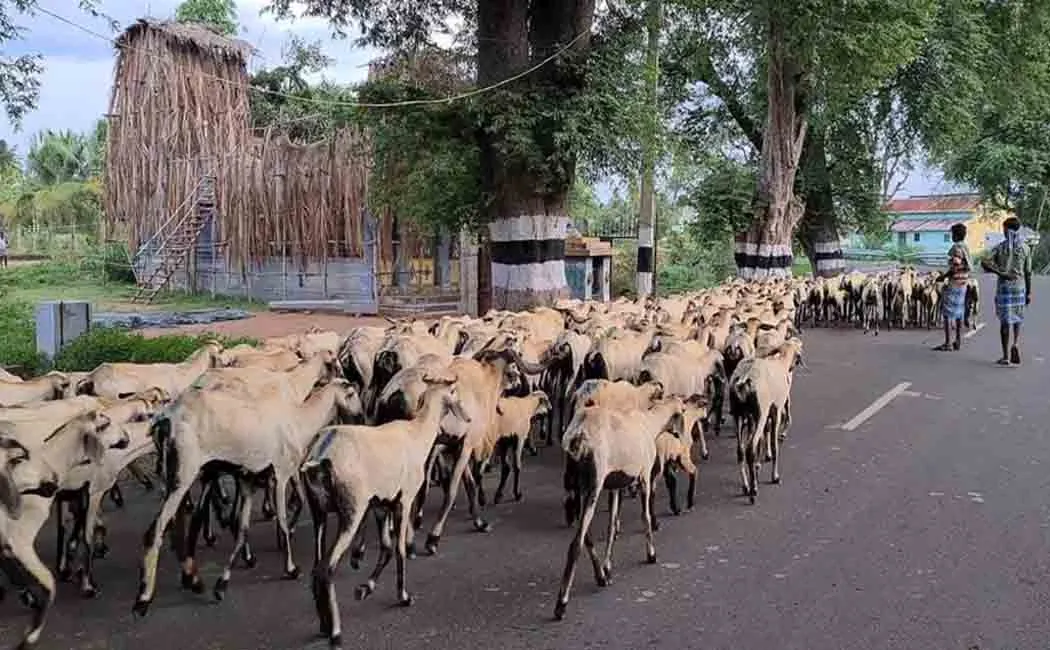 t.malai -goat - incident