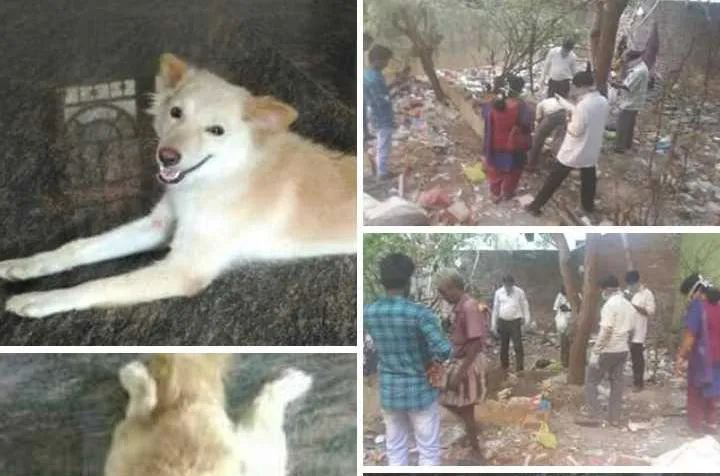 dog