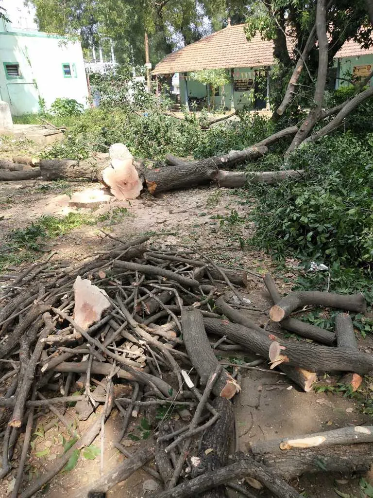  Officers lazy trees are dead - boiling green activists