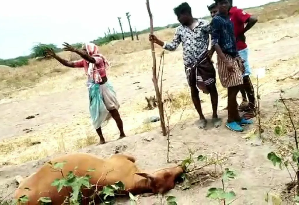 cows died in drinking poisoned water