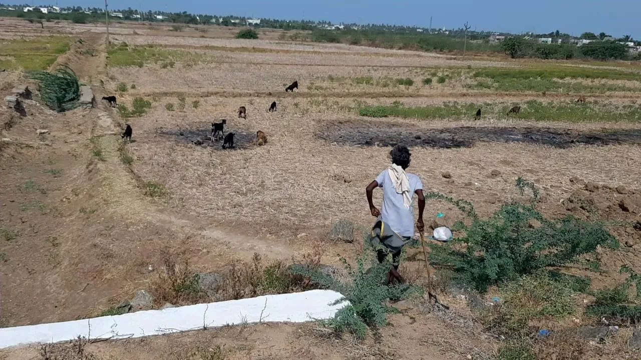  Delta in the clutches of the drought; Cattle without water; Farmers in worry !!