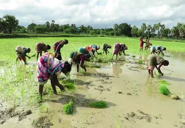  Planting work started in Delta ...  Women planting folk songs