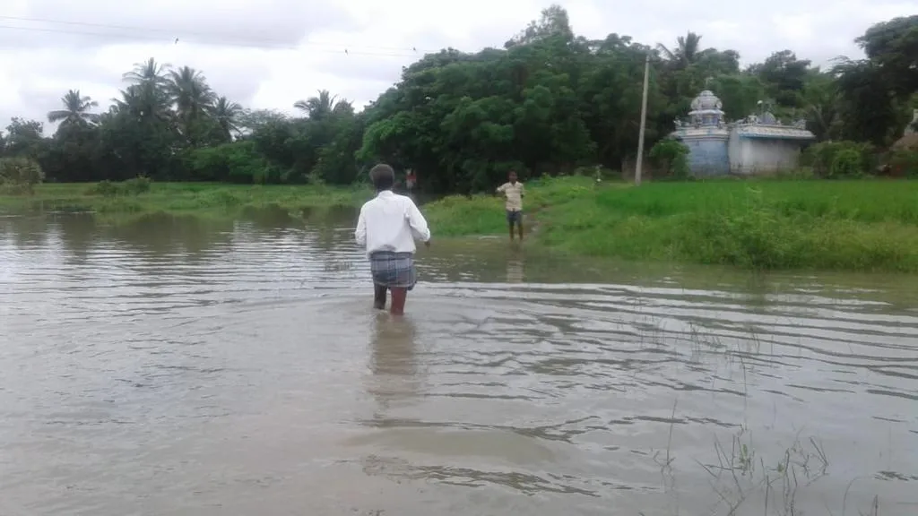  The 500-acre paddy field that was submerged in rainwater by continuous rain