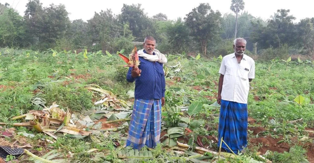 Elephants that damaged farmland - people fear