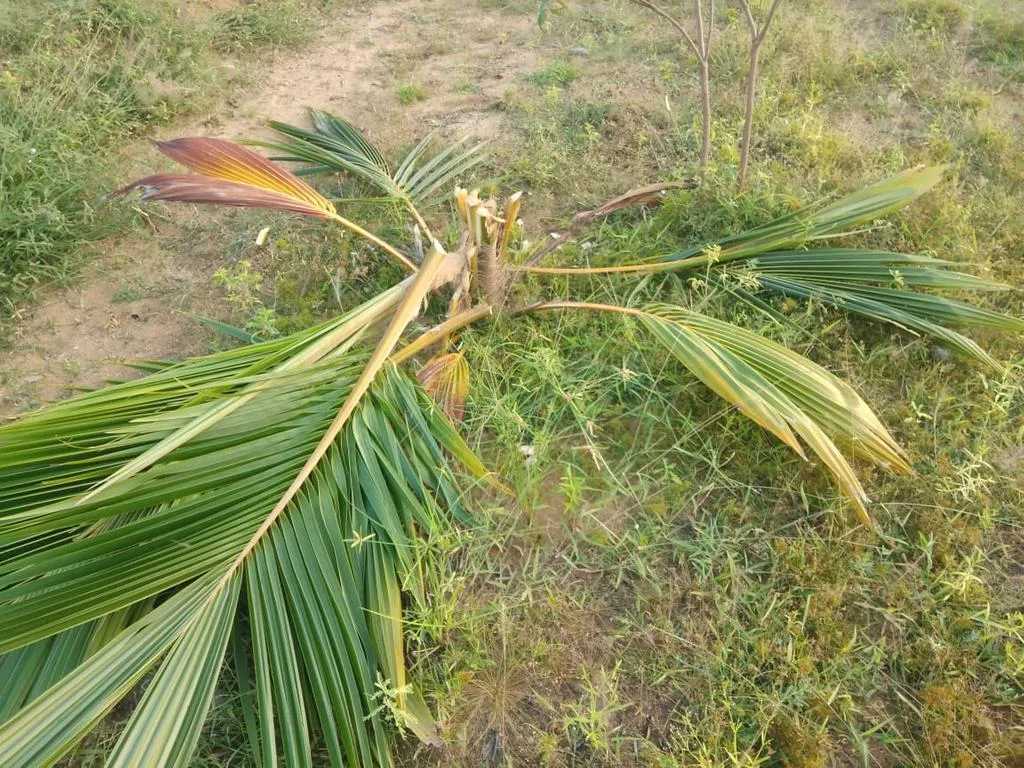 incident in pudukottai 