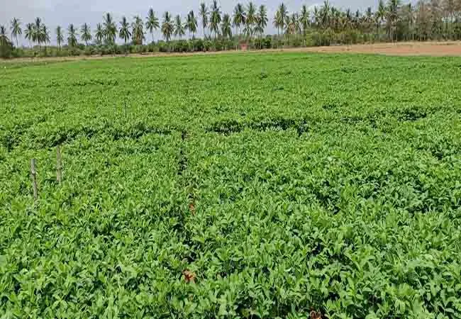  Seeds ready  cuddalore district virudhachalam zone agricultural research 