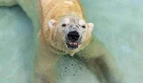 inuka
