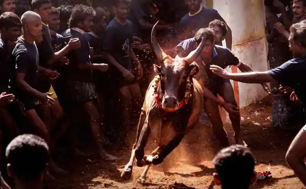 JALLIKATTU