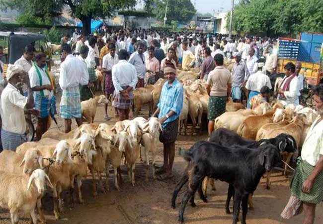 Goat and Poultry Barriers    Tripura High Court Action