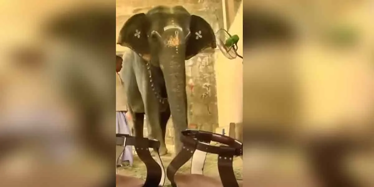 Devotees made special shoes for temple elephant suffering from arthritis!