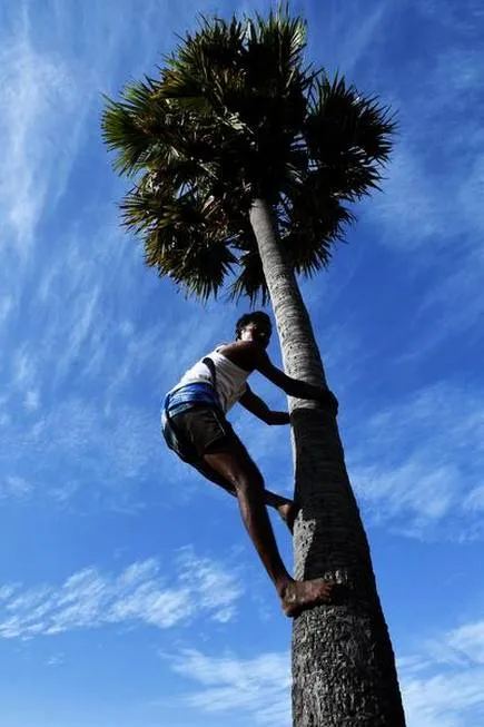   Paying homage to the palm tree ...