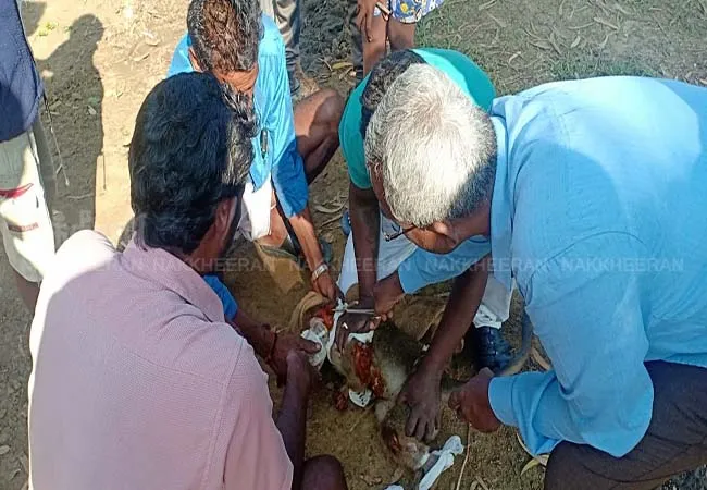 VELLORE HIGH MONKEY INCIDENT PEOPLS HELP 