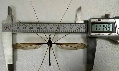 Mosquito