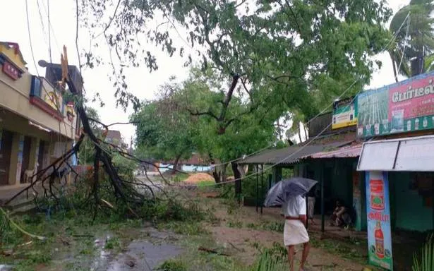Tree planting on highway to restore lost trees in storm