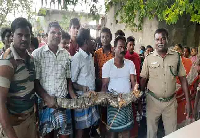 Crocodile forest officers chidambaram 